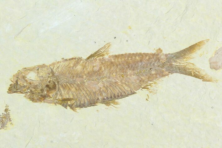 Fossil Fish (Knightia) - Green River Formation #122892